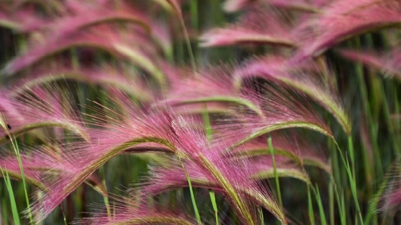 Cultiver et entretenir l'orge à crinière et son application dans l'aménagement paysager