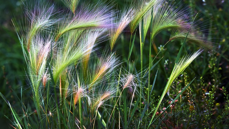 Cultiver et entretenir l'orge à crinière et son application dans l'aménagement paysager