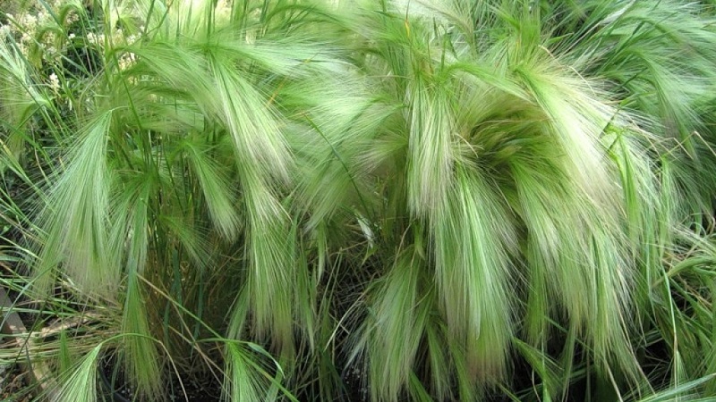 Cultiver et entretenir l'orge à crinière et son application dans l'aménagement paysager