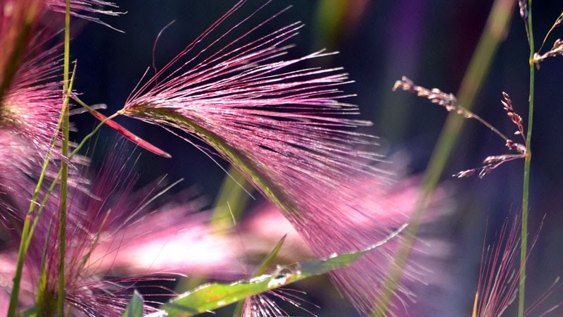 Cultiver et entretenir l'orge à crinière et son application dans l'aménagement paysager