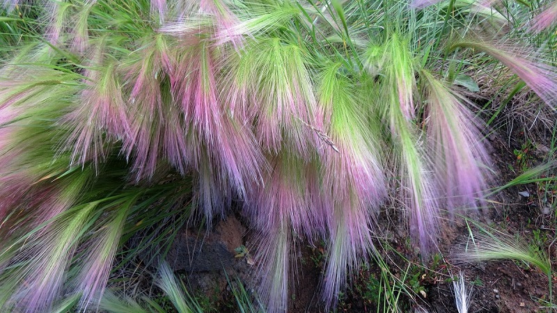 Cultiver et entretenir l'orge à crinière et son application dans l'aménagement paysager