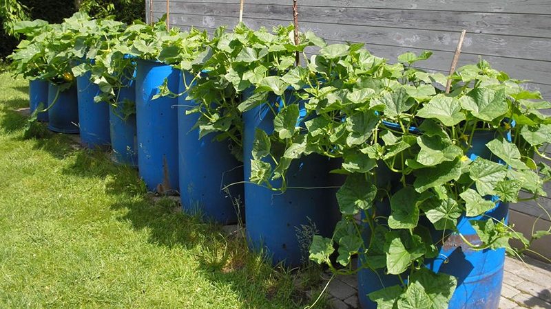 Culture étape par étape des concombres dans un tonneau, photos et conseils utiles