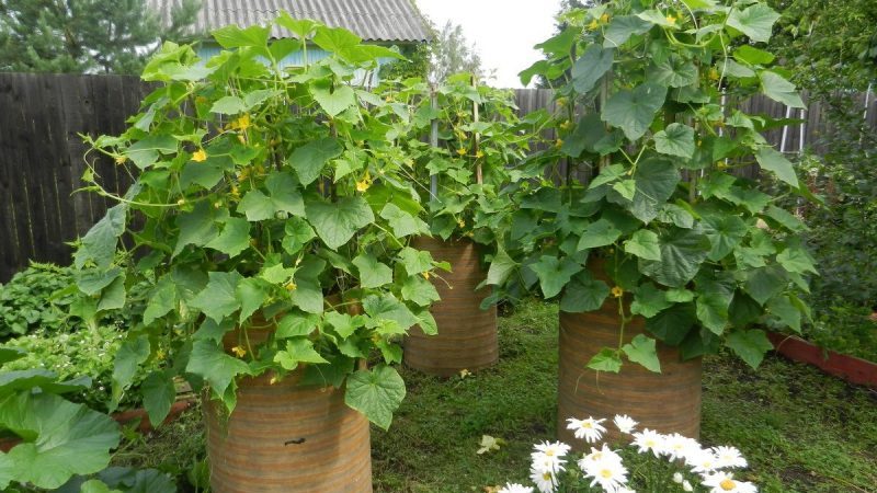 Culture étape par étape des concombres dans un tonneau, photos et conseils utiles