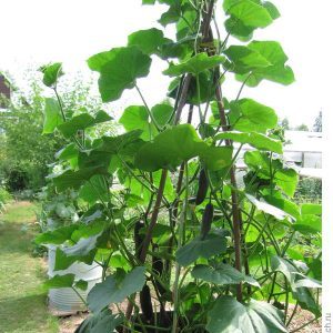 Culture étape par étape des concombres dans un tonneau, photos et conseils utiles