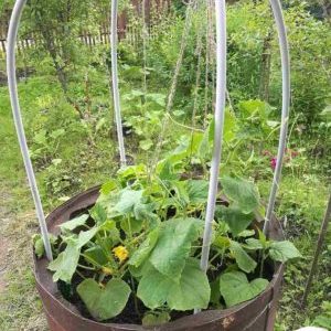 Culture étape par étape des concombres dans un tonneau, photos et conseils utiles