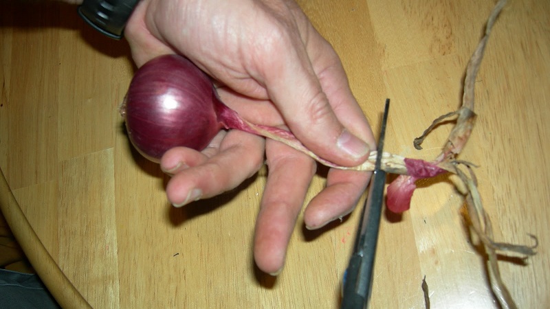 Pourquoi couper les oignons et comment le faire correctement pour le stockage pour l'hiver