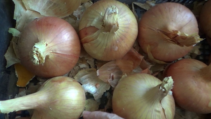 Pourquoi couper les oignons et comment le faire correctement pour le stockage pour l'hiver