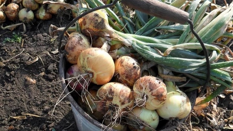 Pourquoi couper les oignons et comment le faire correctement pour le stockage pour l'hiver