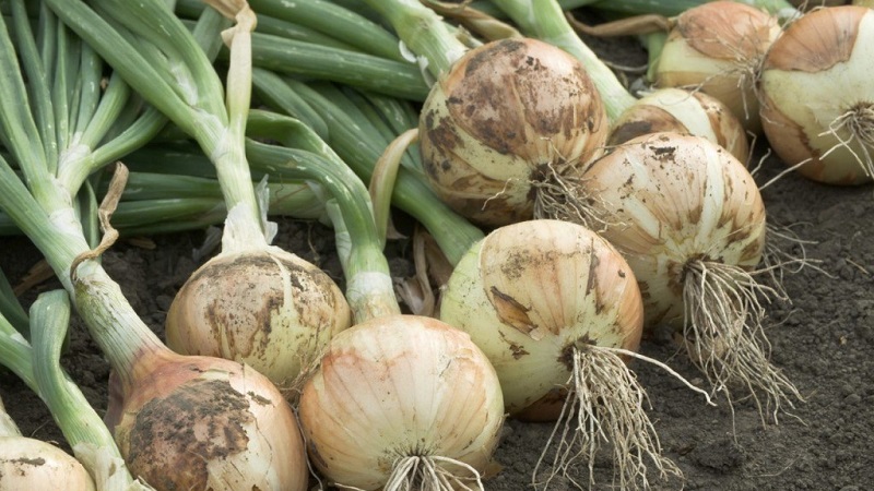 Pourquoi couper les oignons et comment le faire correctement pour le stockage pour l'hiver