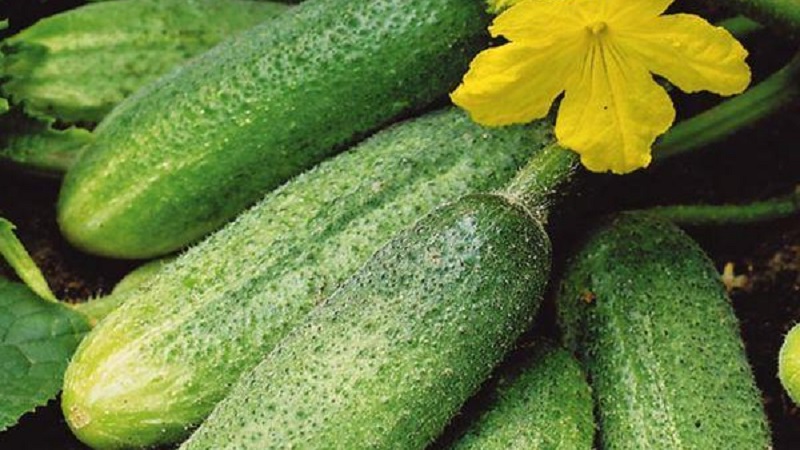 Nous cultivons des concombres en serre: les règles de soin de la plantation à la récolte