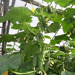 Nous cultivons des concombres en serre: les règles de soin de la plantation à la récolte