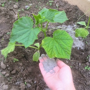 Nous cultivons des concombres en serre: les règles de soin de la plantation à la récolte