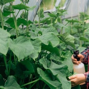 Nous cultivons des concombres en serre: les règles de soin de la plantation à la récolte