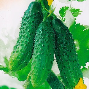 Nous cultivons des concombres en serre: les règles de soin de la plantation à la récolte