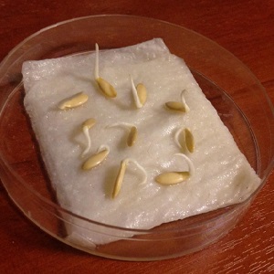 Nous cultivons des concombres en serre: les règles de soin de la plantation à la récolte