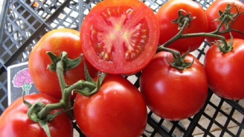 Comment la variété Riddle est apparue et en quoi est-elle bonne pour un résident d'été