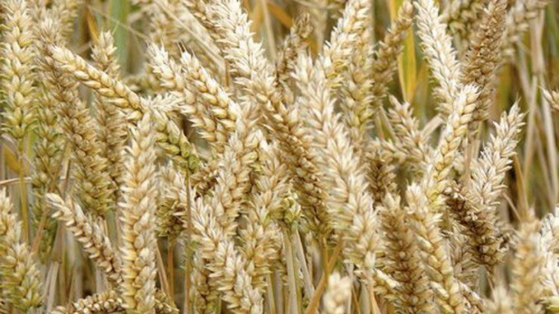 Similitudes et différences entre le blé et le seigle en apparence, composition et application