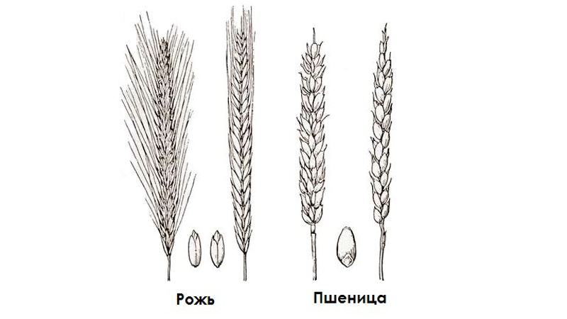 Similitudes et différences entre le blé et le seigle en apparence, composition et application