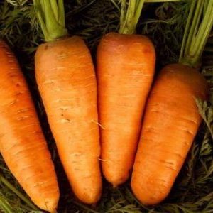 Cultiver des carottes dans la voie du milieu: un aperçu des meilleures variétés
