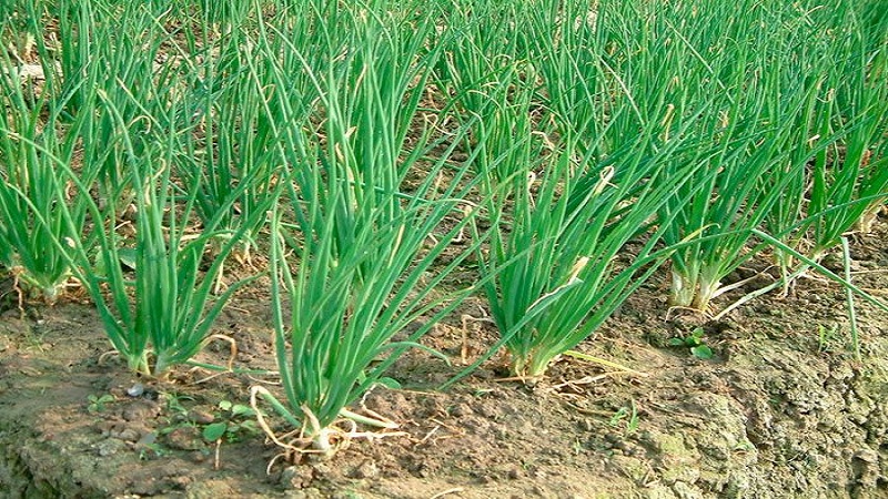 Culture et entretien des échalotes, photos de récolte et secrets de la technologie agricole