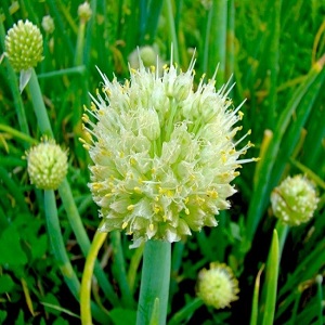 Comment faire pousser correctement les oignons Batun: plantation et entretien en plein champ