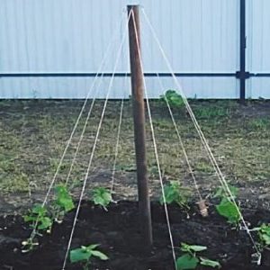 Instructions étape par étape pour les résidents d'été novices: comment attacher correctement les concombres, les meilleures façons