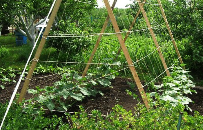 Instructions étape par étape pour les résidents d'été novices: comment attacher correctement les concombres, les meilleures façons