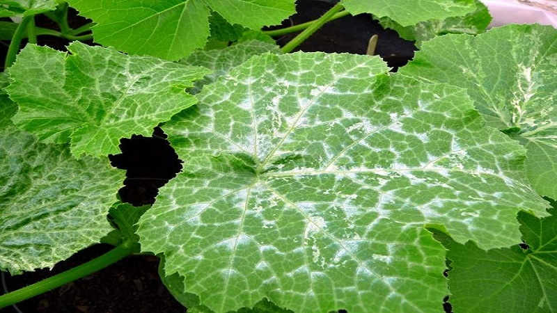 7 principales causes de plaque blanche sur les concombres et les feuilles