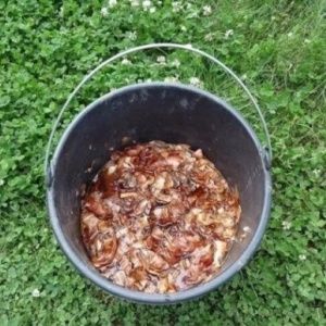 Pourquoi la décoction de pelure d'oignon est-elle utile et comment l'utiliser