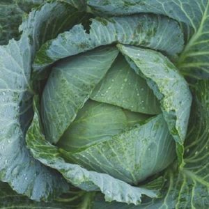 Comment faire des feuilles de chou vert pour l'hiver