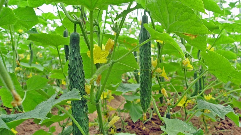 Les meilleures variétés de concombres chinois: description et photo