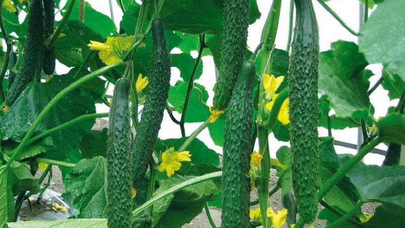 Les meilleures variétés de concombres chinois: description et photo