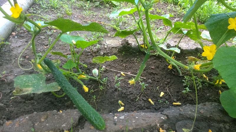 Les meilleures variétés de concombres chinois: description et photo