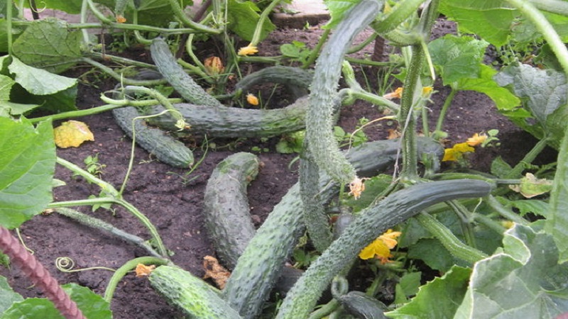 Les meilleures variétés de concombres chinois: description et photo