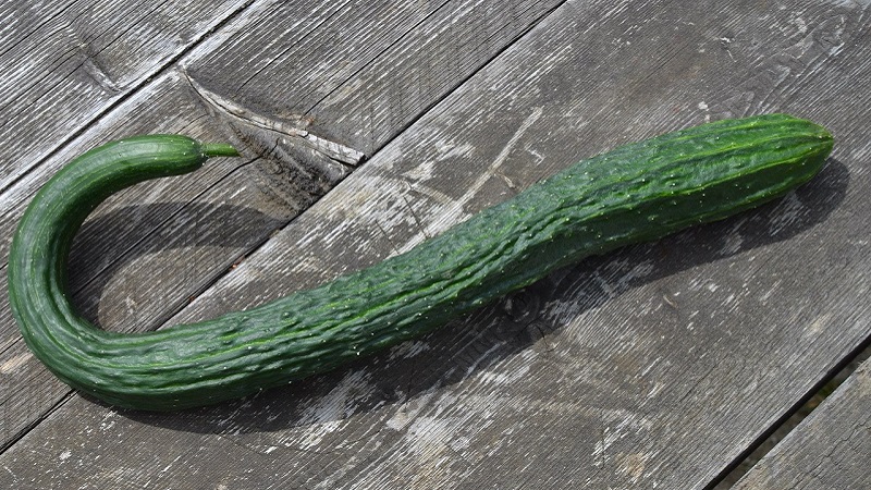Les meilleures variétés de concombres chinois: description et photo