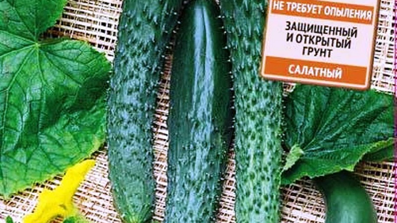 Les meilleures variétés de concombres chinois: description et photo