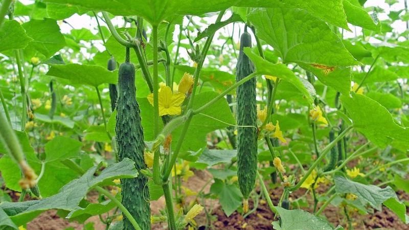 Les meilleures variétés de concombres chinois: description et photo