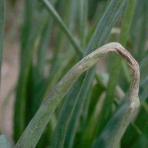 Comment obtenir une riche récolte d'oignons batun: culture et entretien, photo d'un légume