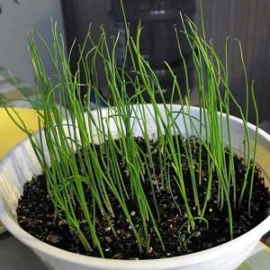 Comment obtenir une riche récolte d'oignons batun: culture et entretien, photo d'un légume