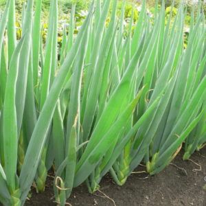 Comment obtenir une riche récolte d'oignons batun: culture et entretien, photo d'un légume