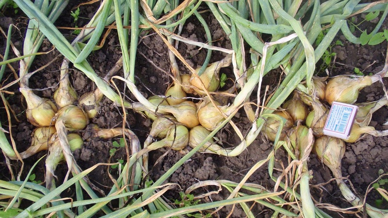 Guide de culture et d'entretien de l'oignon familial pour les jardiniers débutants