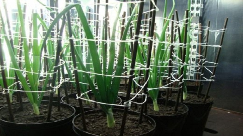 Guide étape par étape pour la culture d'oignons exibles à travers les semis