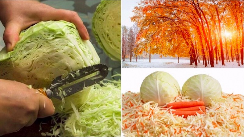 Préparations lunaires: jours propices au salage du chou en octobre