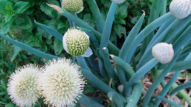 Alves à l'oignon de l'Altaï: description et caractéristiques de culture