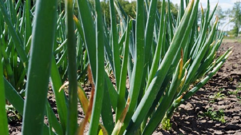 Alves à l'oignon de l'Altaï: description et caractéristiques de culture