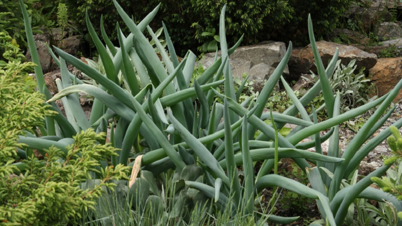 Alves à l'oignon de l'Altaï: description et caractéristiques de culture