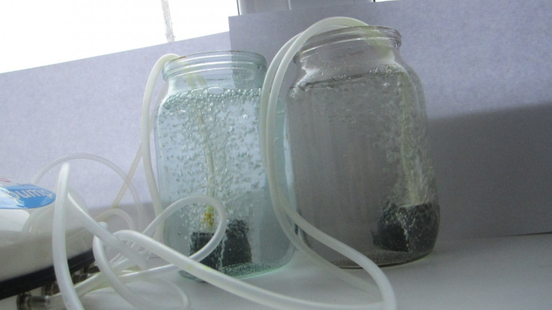 Préparer les graines de carottes avant la plantation: que faire exactement et comment traiter