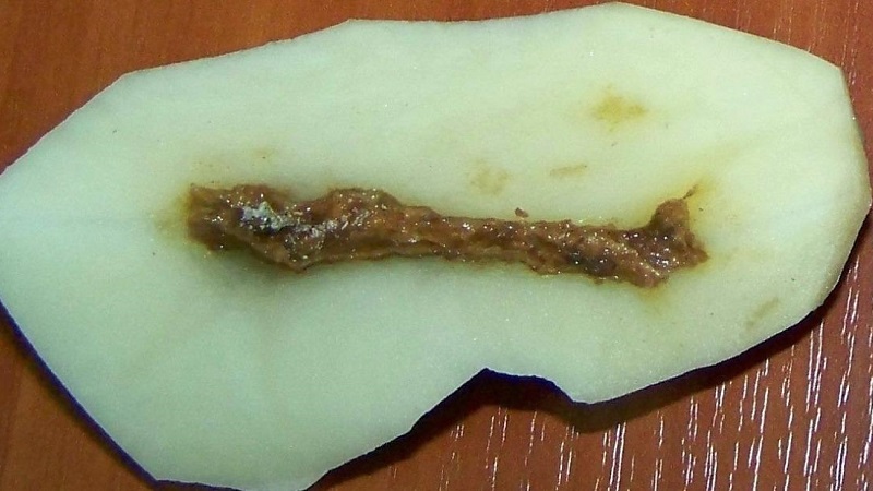 Que faire si les pommes de terre à l'intérieur sont devenues vides et pourquoi cela se produit