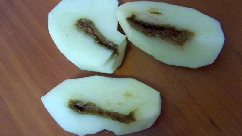 Que faire si les pommes de terre à l'intérieur sont devenues vides et pourquoi cela se produit