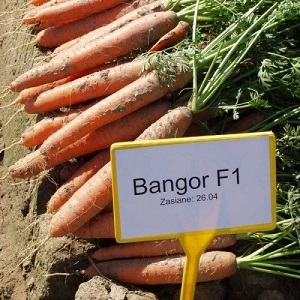 Ce que les carottes Vita Long et Bangor F1 ont en commun